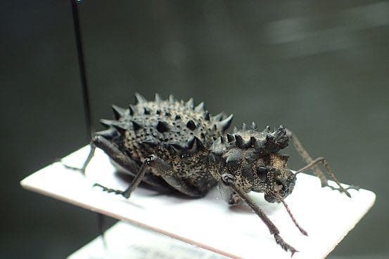 これぞ、Acantholophus 至高の頂！