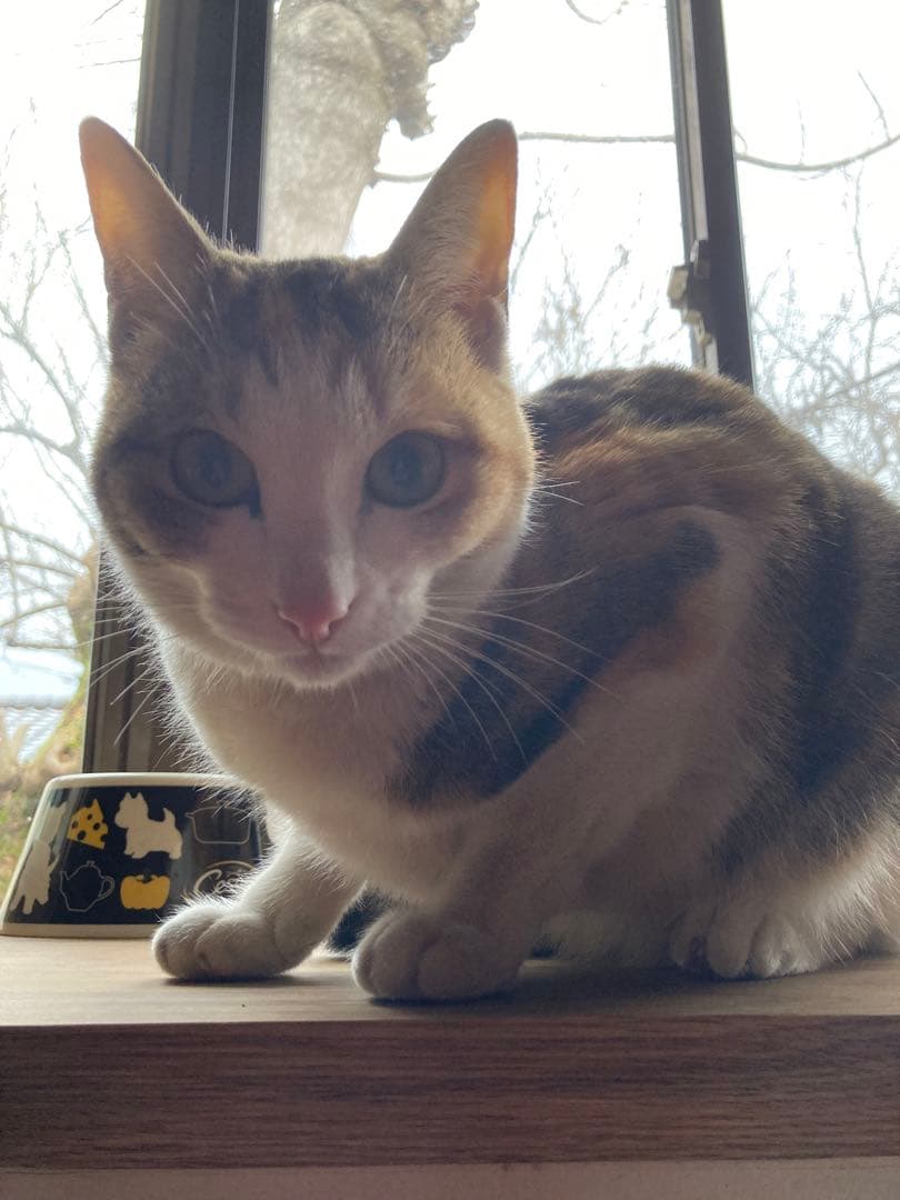 猫みい専用