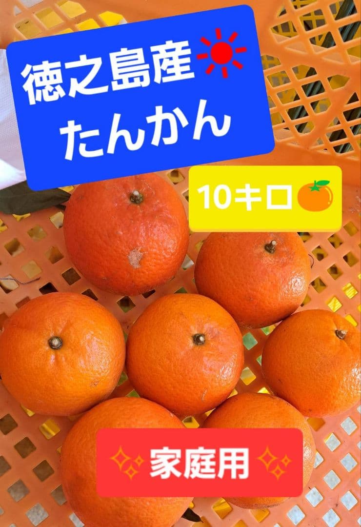 徳之島産 たんかん 10キロ 新鮮