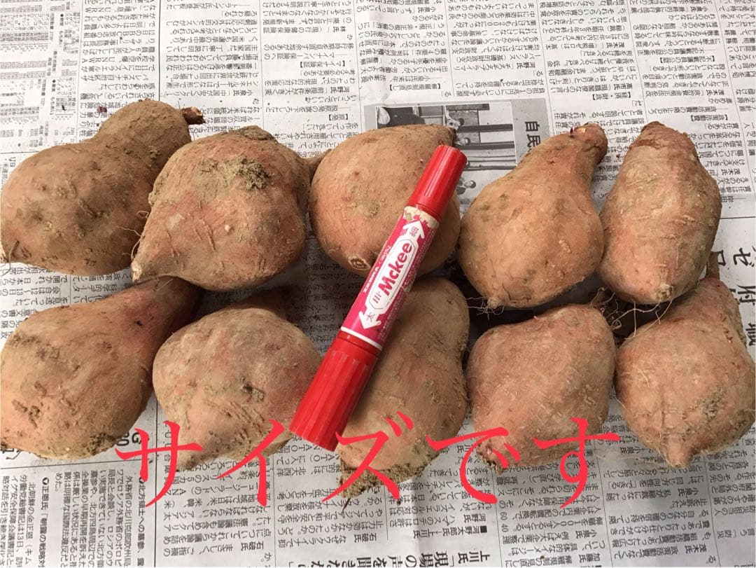 種子島産安納芋　MLのサイズ20kgさつまいもの王道 焼き芋に　#安納芋　5