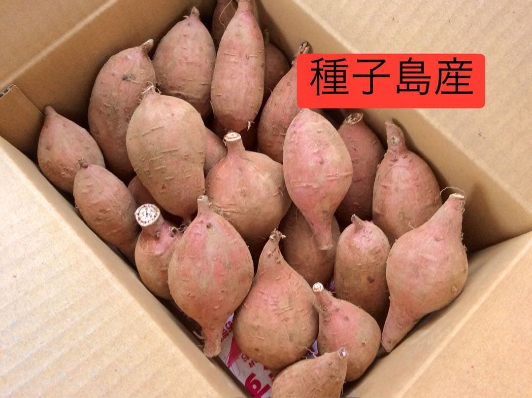 種子島産安納芋　MLのサイズ20kgさつまいもの王道 焼き芋に　#安納芋　5