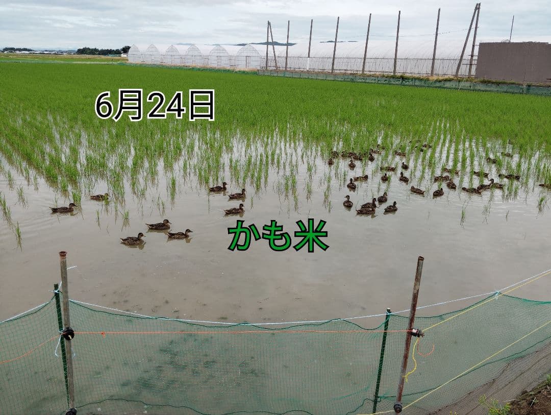 無農薬米新潟県産コシヒカリ15k