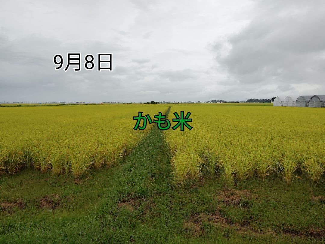 無農薬米新潟県産コシヒカリ15k