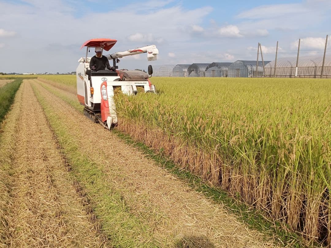 無農薬米新潟県産コシヒカリ15k