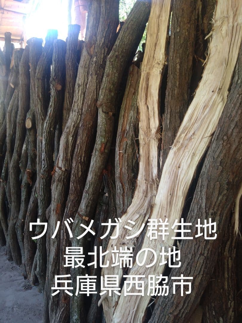 するめいか 半丸１３キロ