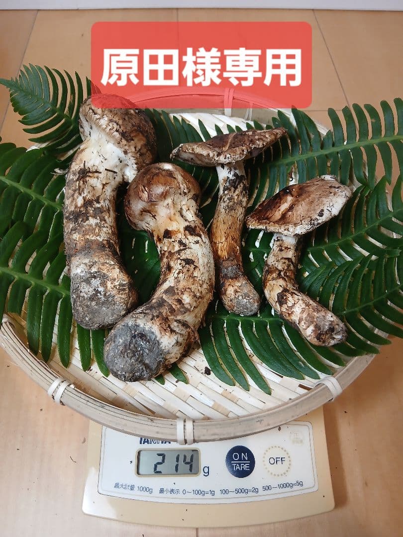 ★原田★山形県産 松茸 国産 マツタケ まつたけ