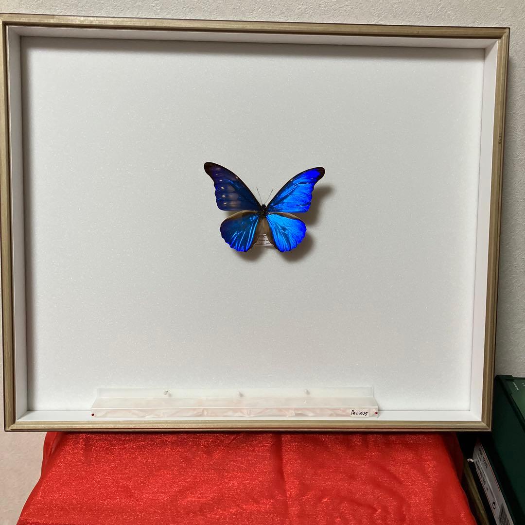 大型ドイツ標本箱（未使用uv） カキカモルフオ