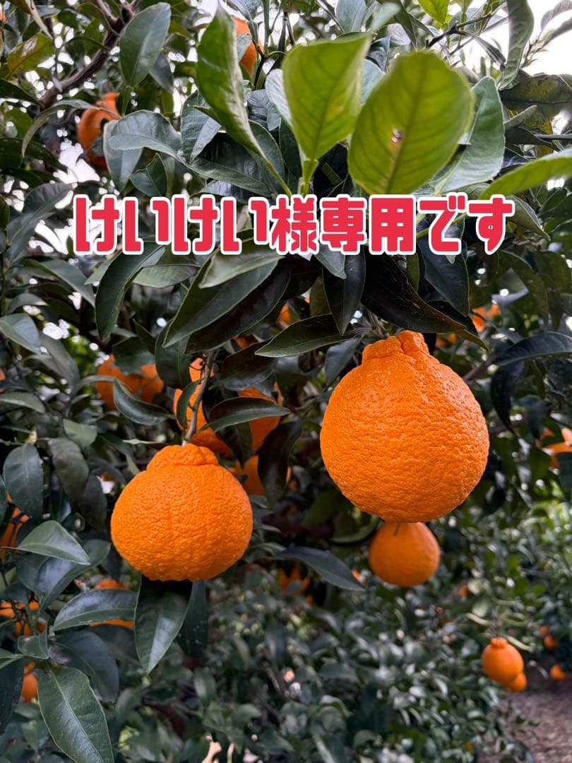 けいけいです