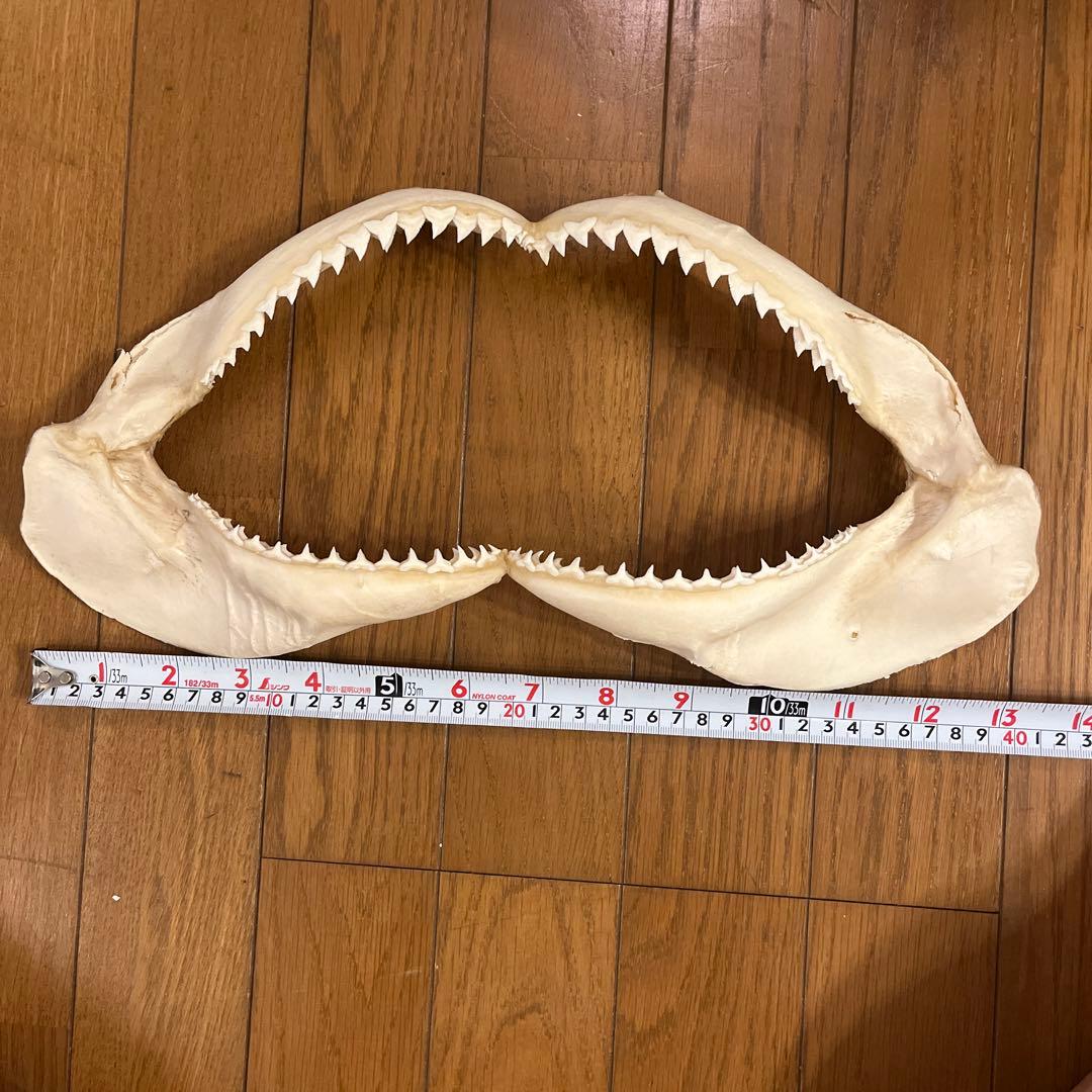 ヨゴレ　サメ標本