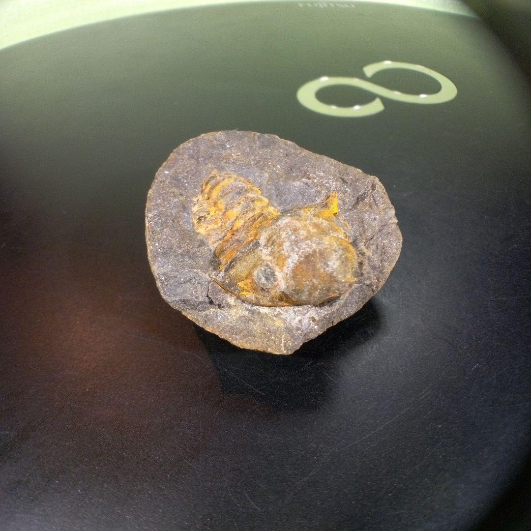 三葉虫　化石　fossil　ボリビア　trilobite　三葉虫綱　三葉虫管理⑨