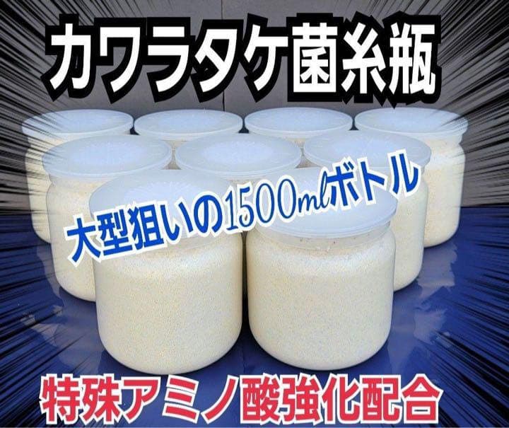 極上！カワラタケ菌糸瓶【7本】特殊アミノ酸強化配合！タランドゥス・オウゴンオニに