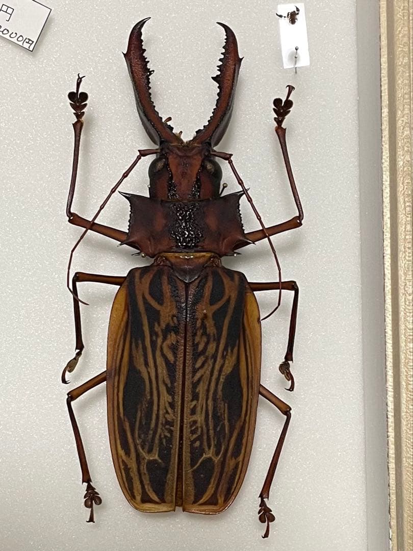 オオキバウスバカミキリ　標本　特大カニムシ付き