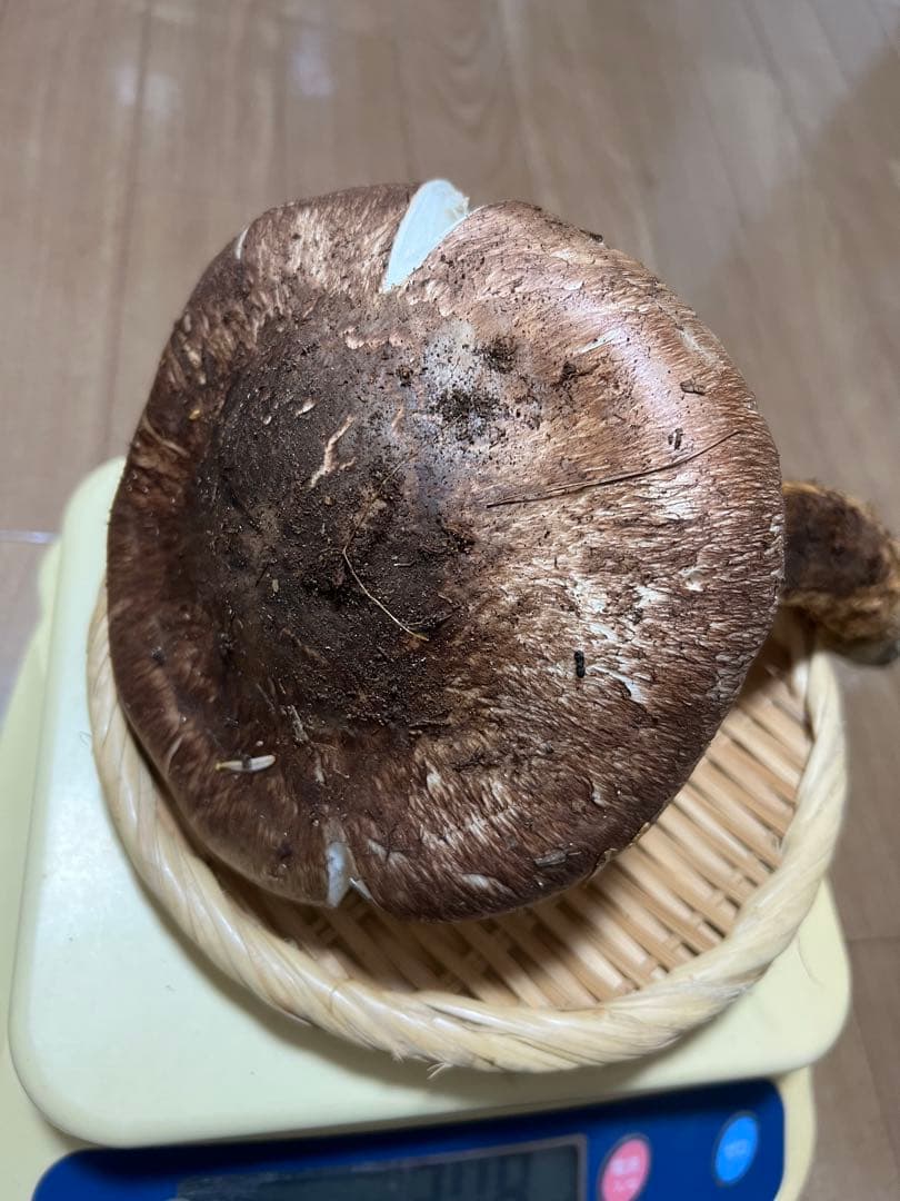 10/29早朝採れ　岐阜県産　松茸　376g 極上開き　　最終物