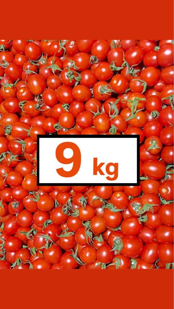 【長崎県産ミニトマト】9kg 規格外品の物にてお得！