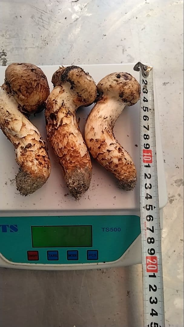 新鮮マツタケ 240g 曲がった形状
