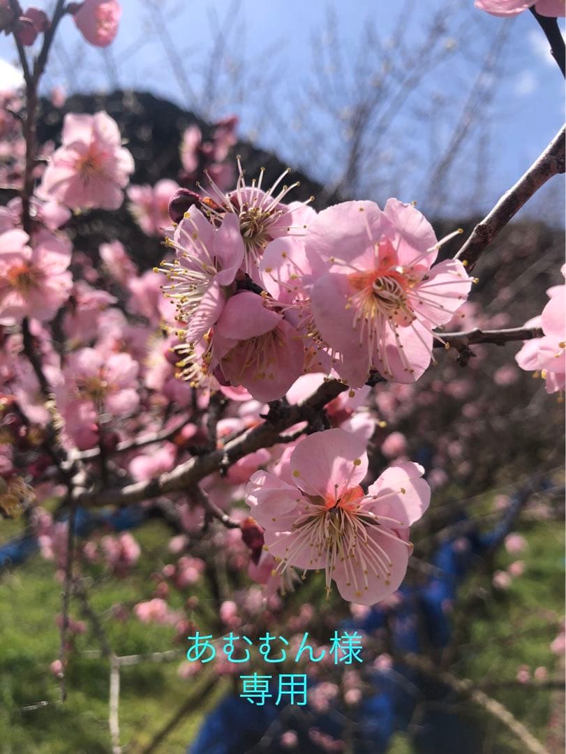 あむむん
