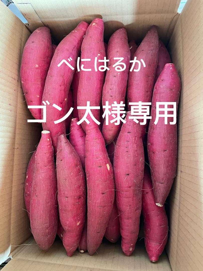ゴン太20キロ