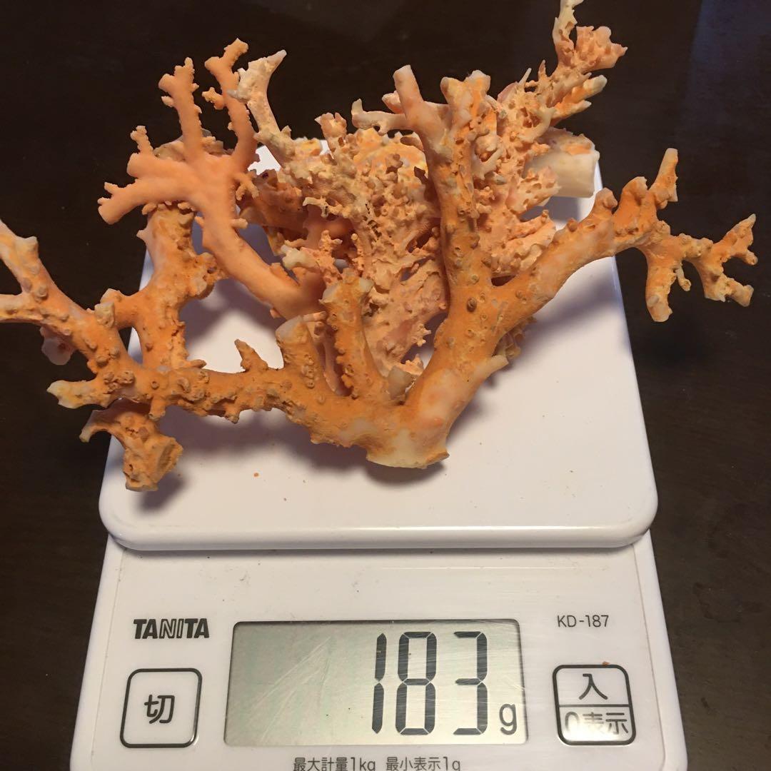 珊瑚原木