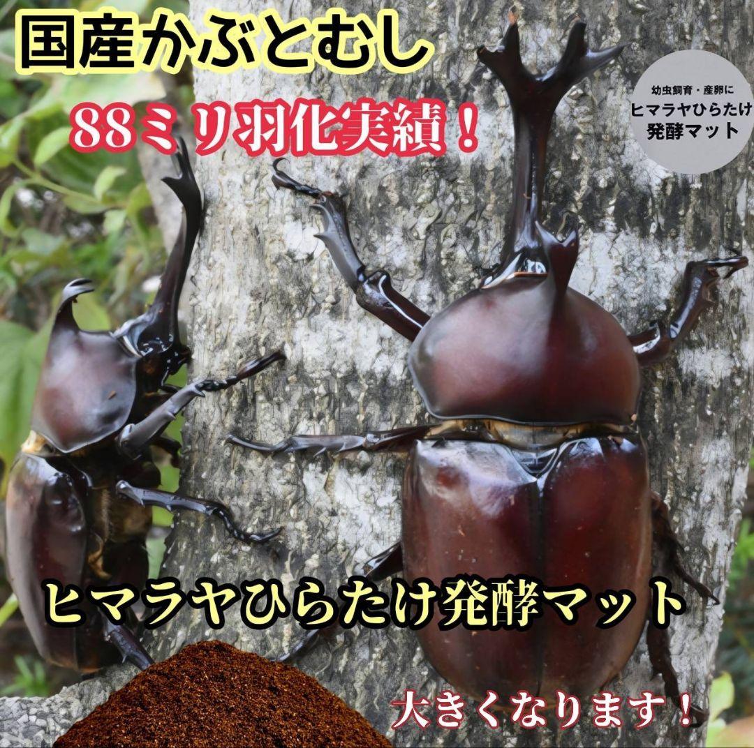 発酵マット入り！国産カブトムシ幼虫1頭飼育専用縦長クリアボト【20本セット】