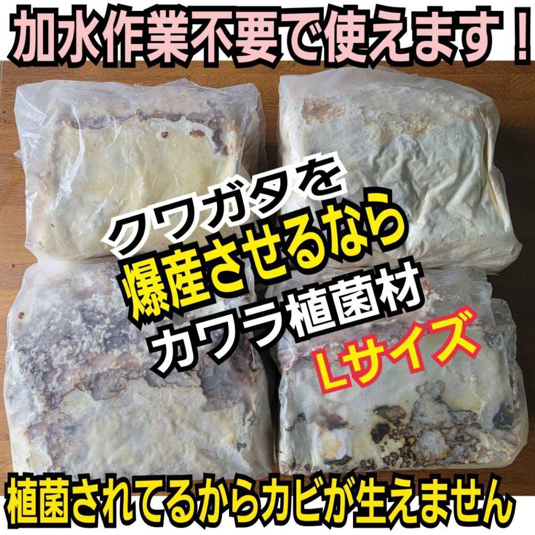 最強のクワガタの産卵木！　カワラ植菌材【4本】特大Lサイズ　カビない！　加水不要