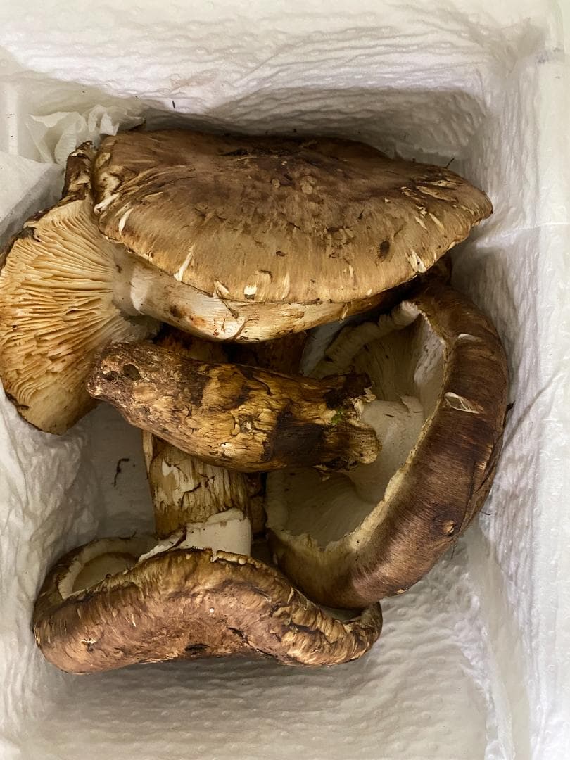 新鮮な椎茸 1kg