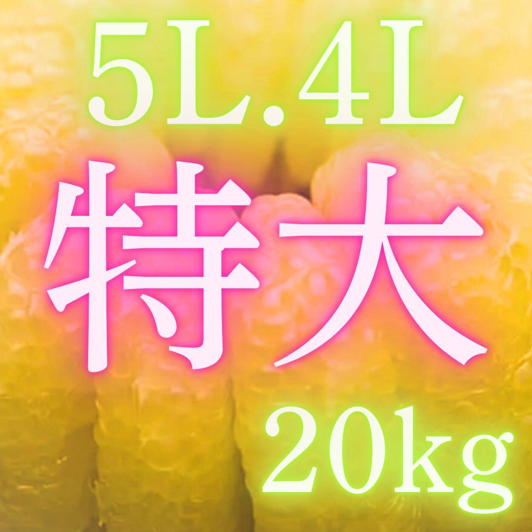 文旦　水晶文旦　みかん　好きに　　62