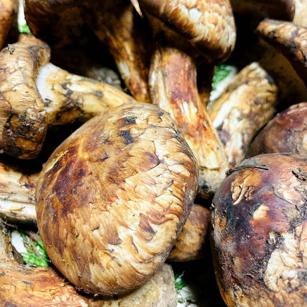 国産　松茸　山梨県産　500gセット