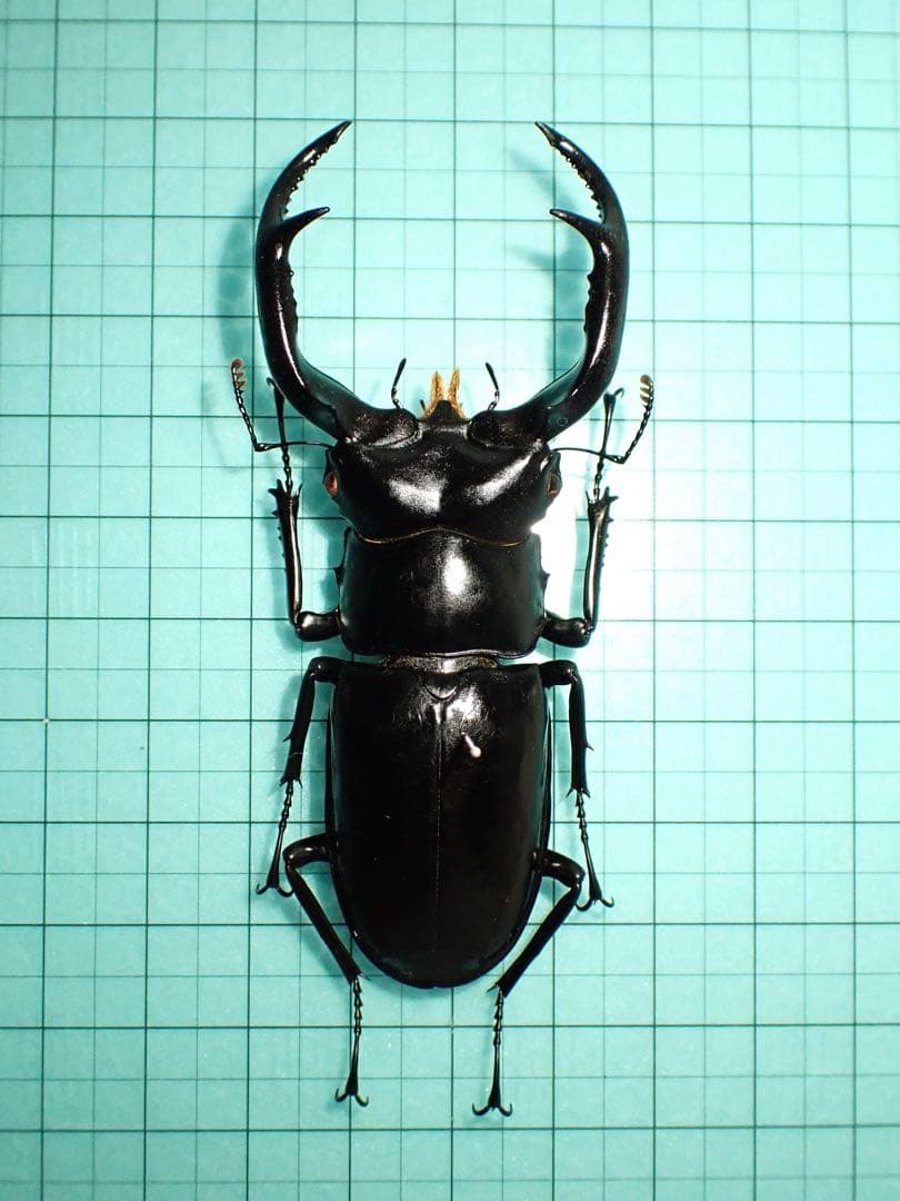 ナカジ　ウエストウッディ　カズミアエ　ミャンマー産　野外品　79.2ミリ