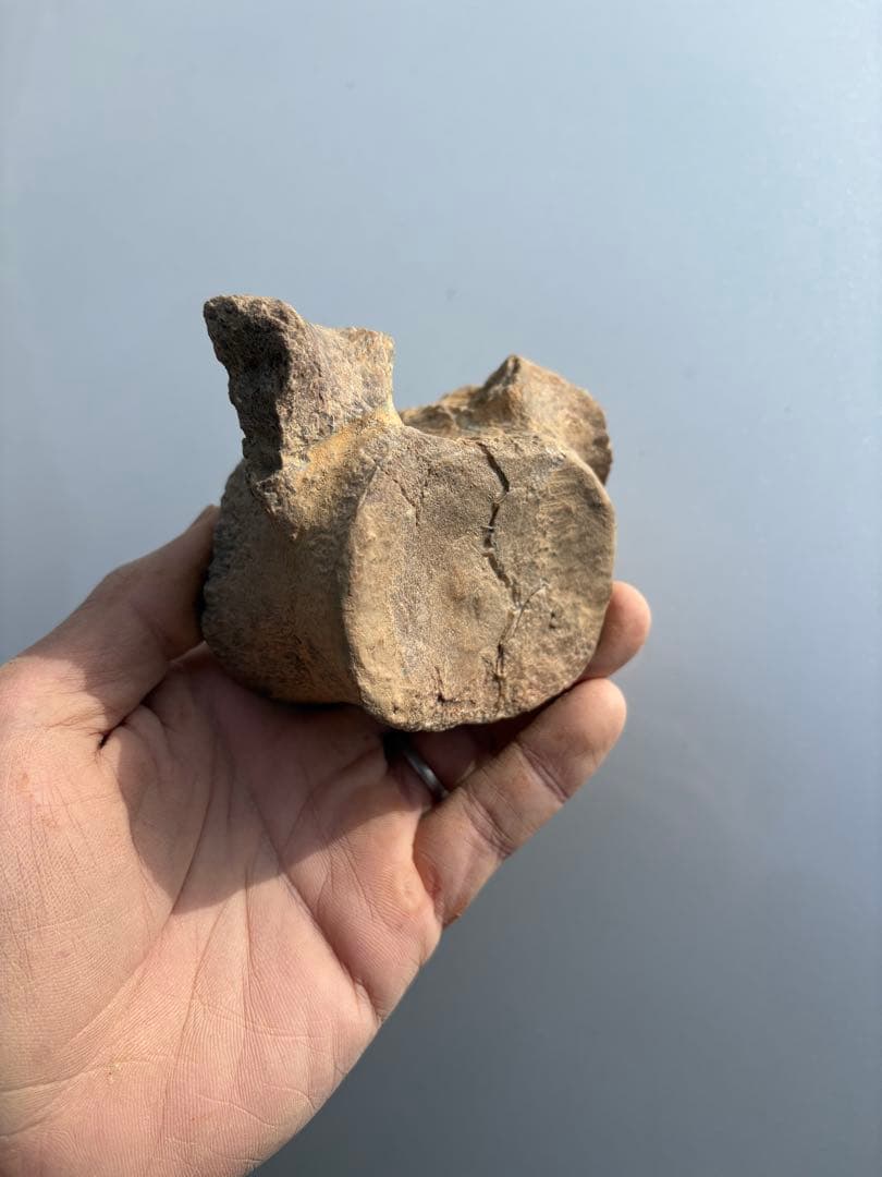 モロッコのプレシオサウルスの脊椎　化石　恐竜