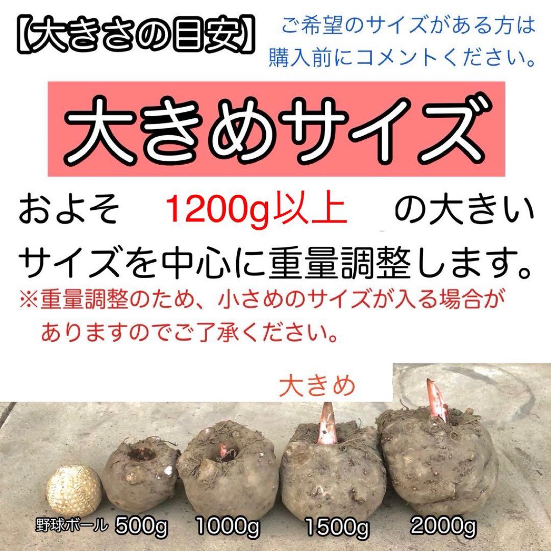 大20