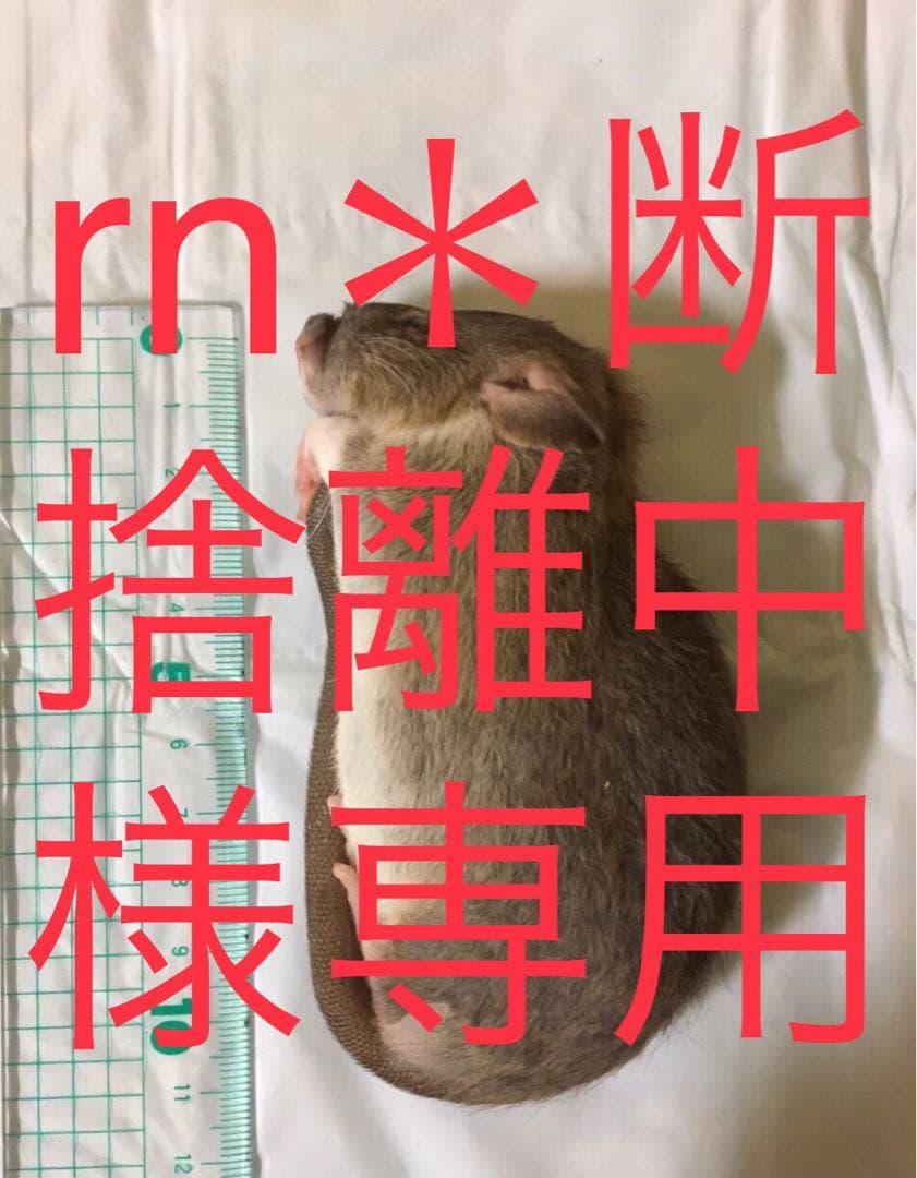 爬虫類・両生類のエサ PL10 F10 H20 S10 SM10