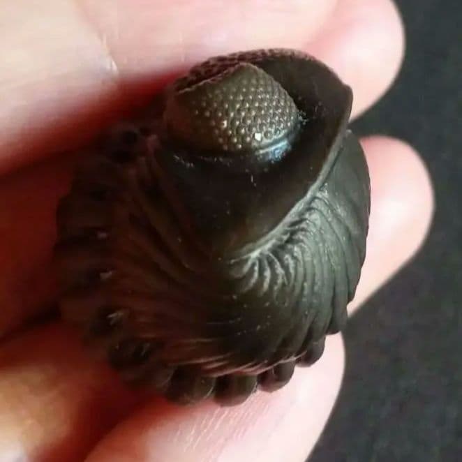 USA　三葉虫　エルドレドゲオスプ　33mm