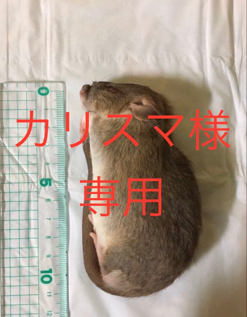 冷凍ML50