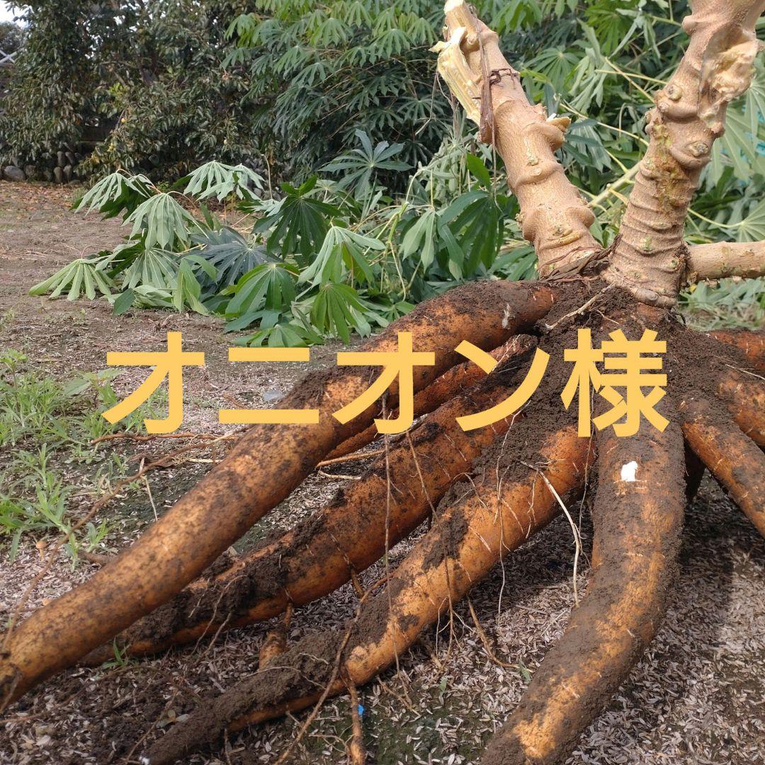 オニオン様 キャッサバ