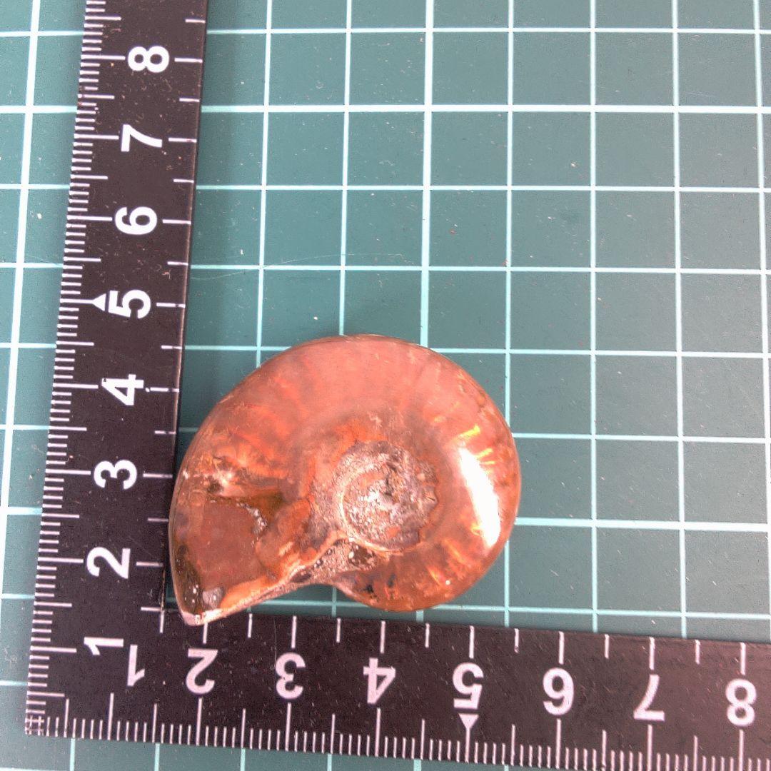 小物１ オレンジ色 アンモナイト化石