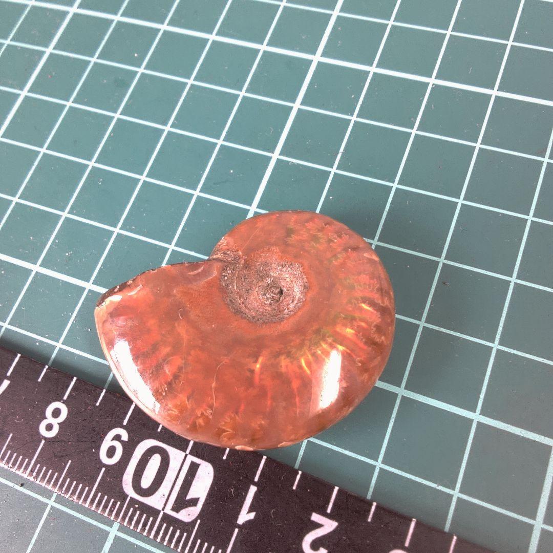 小物１ オレンジ色 アンモナイト化石