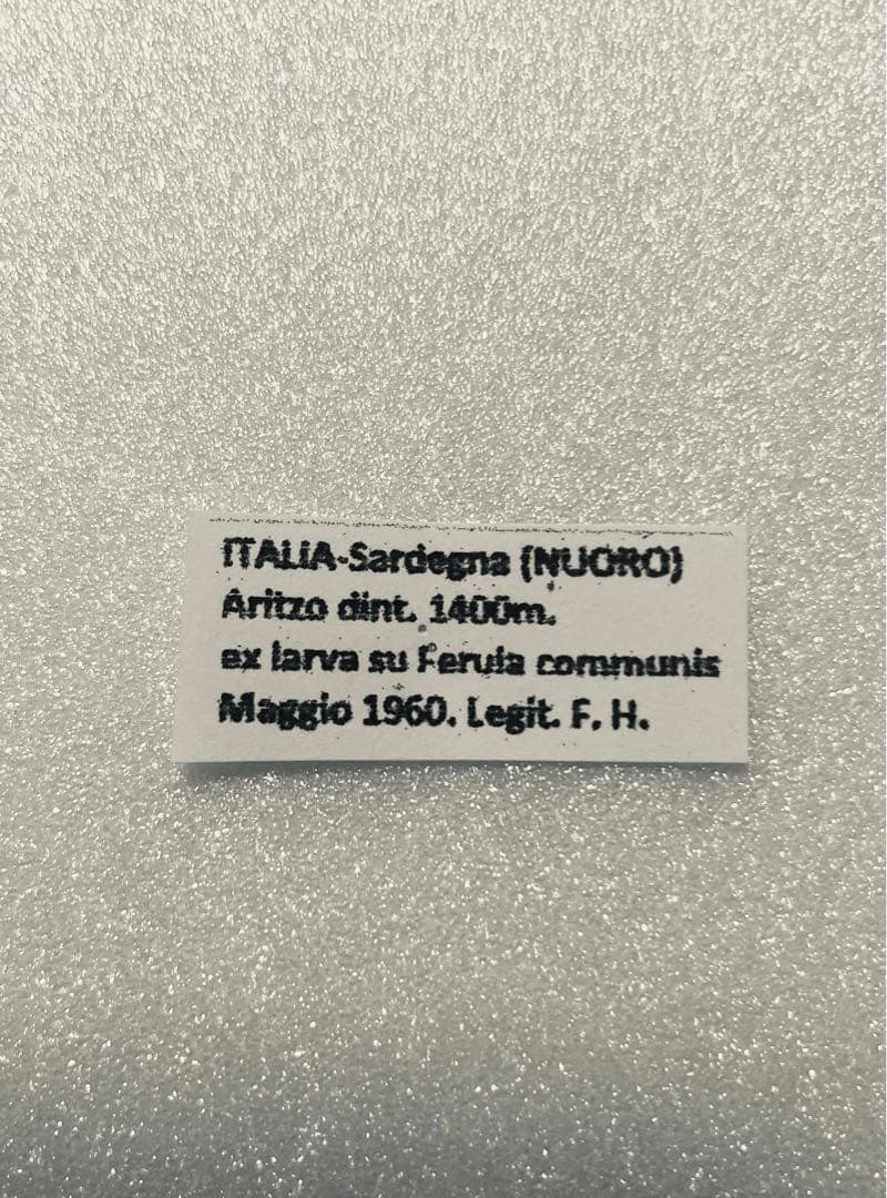 パピリオ・ホスピトン（イタリア産、1オス）