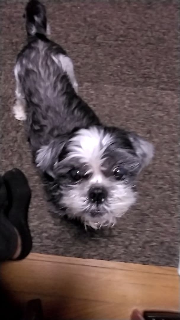 シーズー犬