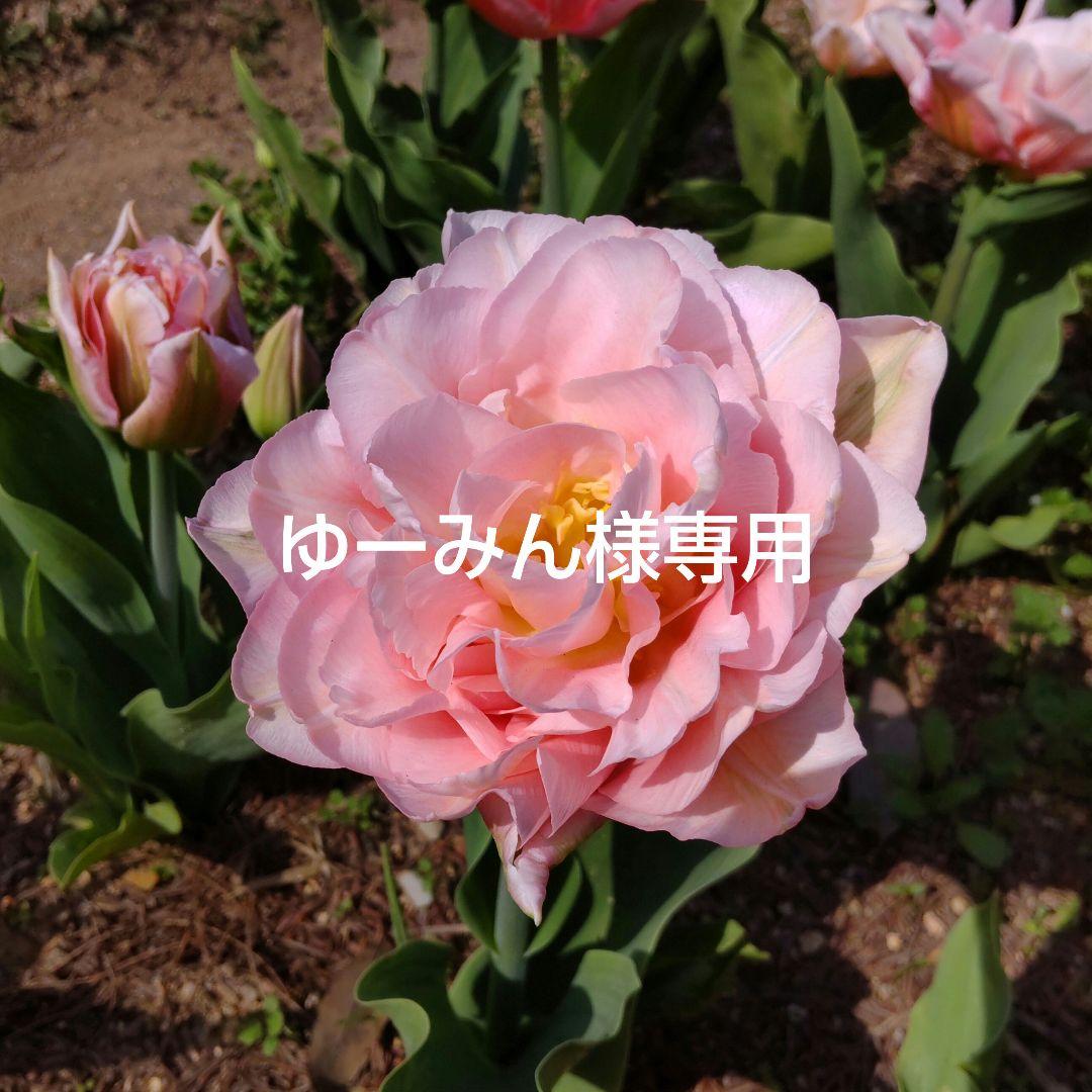 ゆーみん