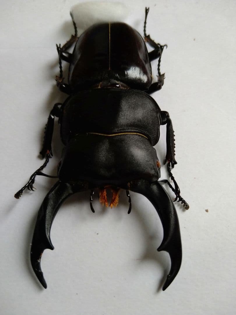 シェンクリングオオクワガタ標本