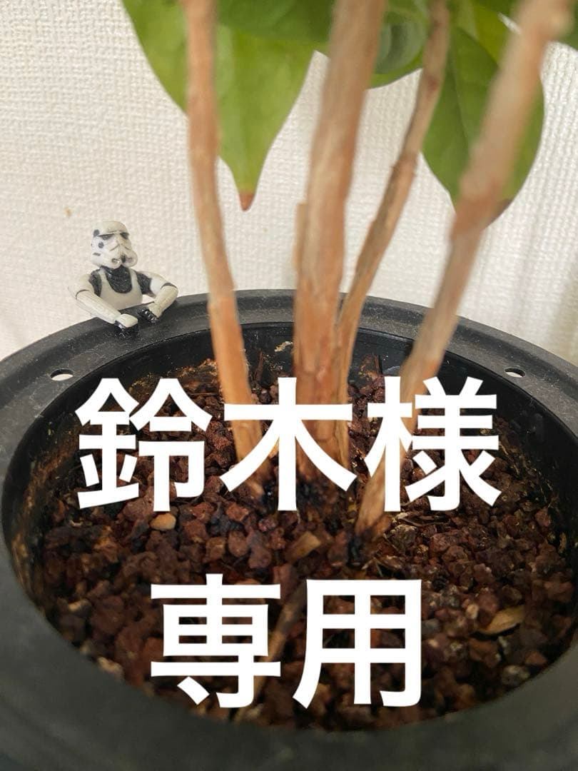 ボール