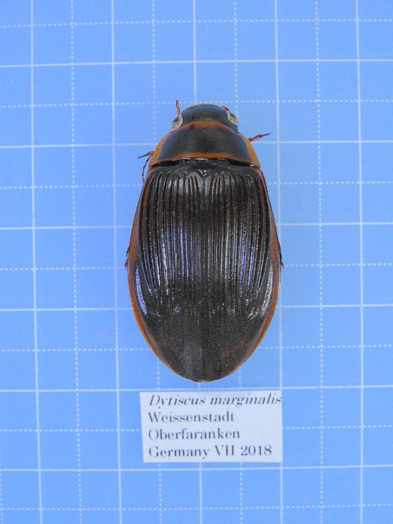 ドイツ産　ゲンゴロウモドキ　33mm ドイツではプロテクトかかってます