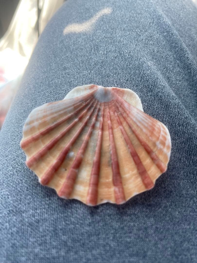 貝
