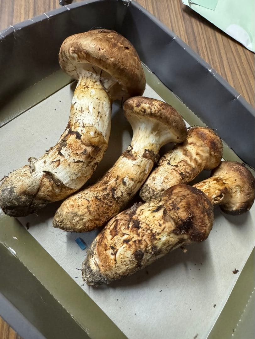 信州産松茸287g