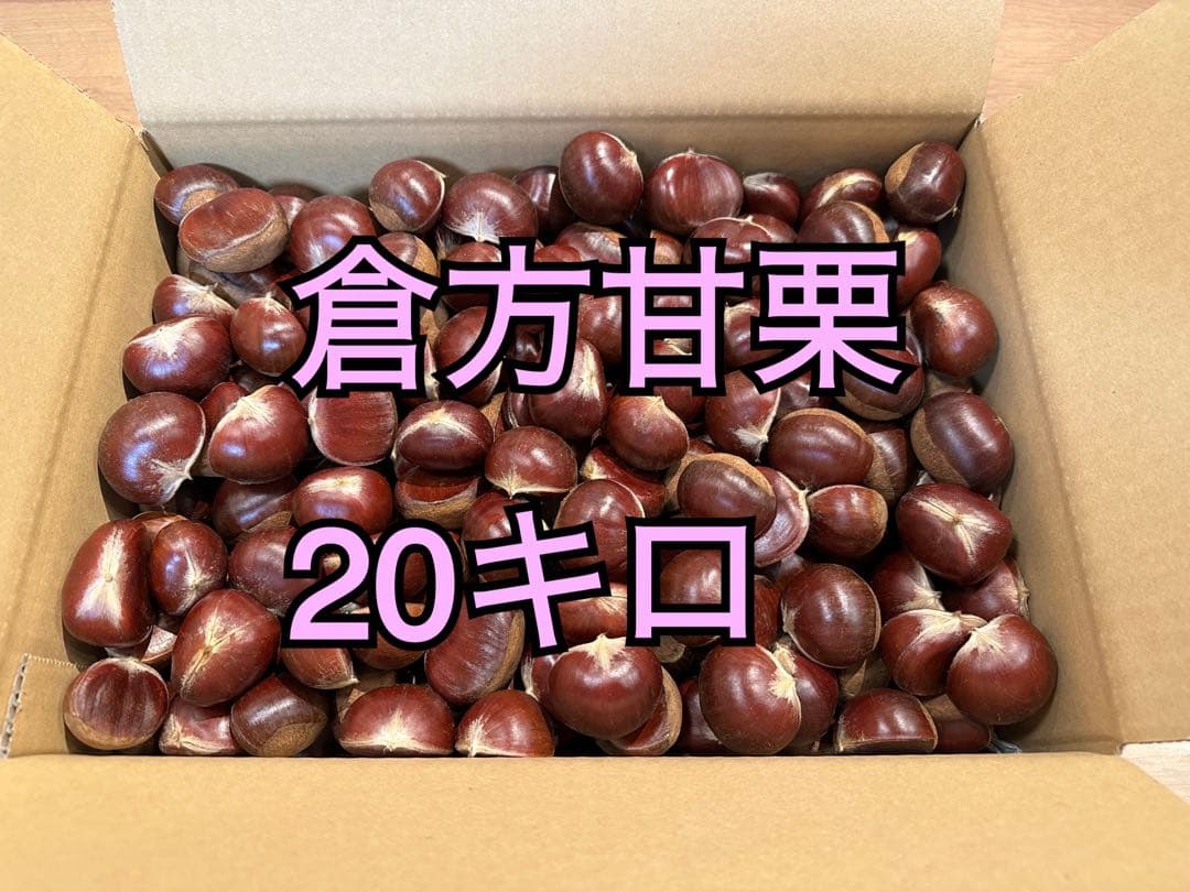 茨城県産　生栗　倉方甘栗　20キロ