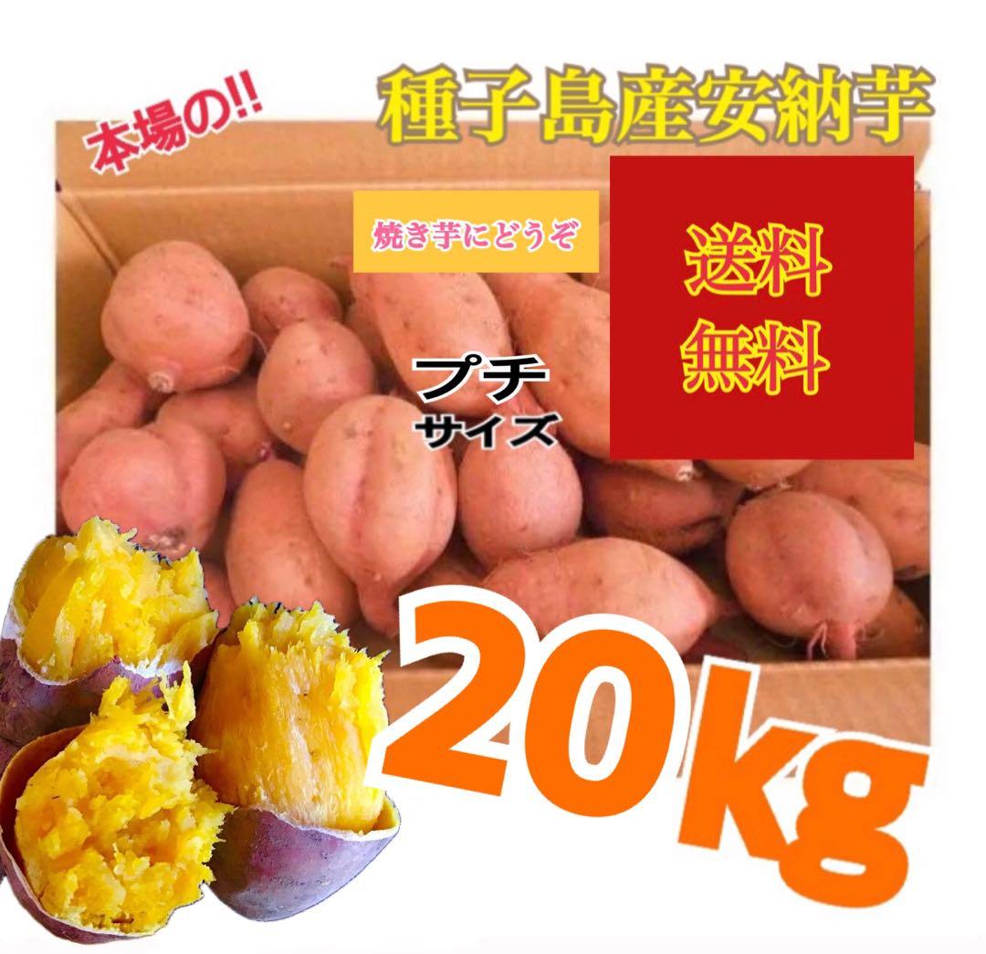 安納芋種子島産　プチサイズ20kg さつまいも焼き芋にどうぞ　#12