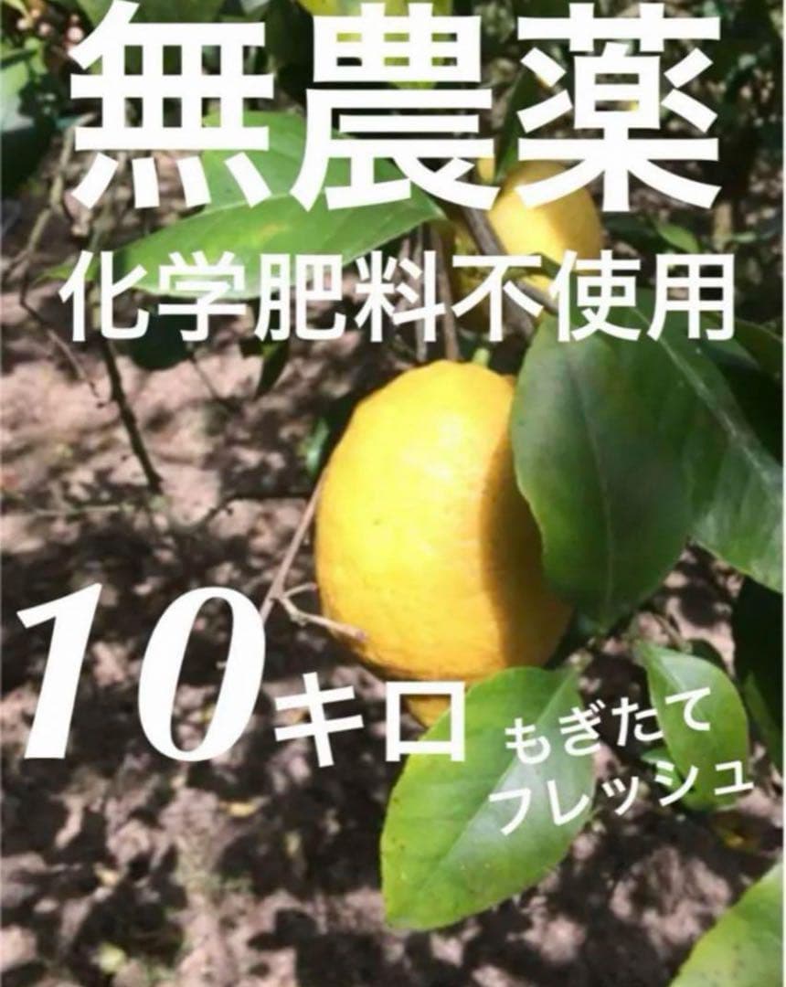 無農薬 ジューシーなレモン10キロ箱込