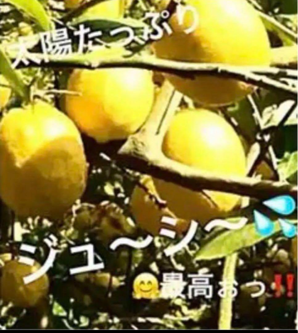 無農薬 ジューシーなレモン10キロ箱込