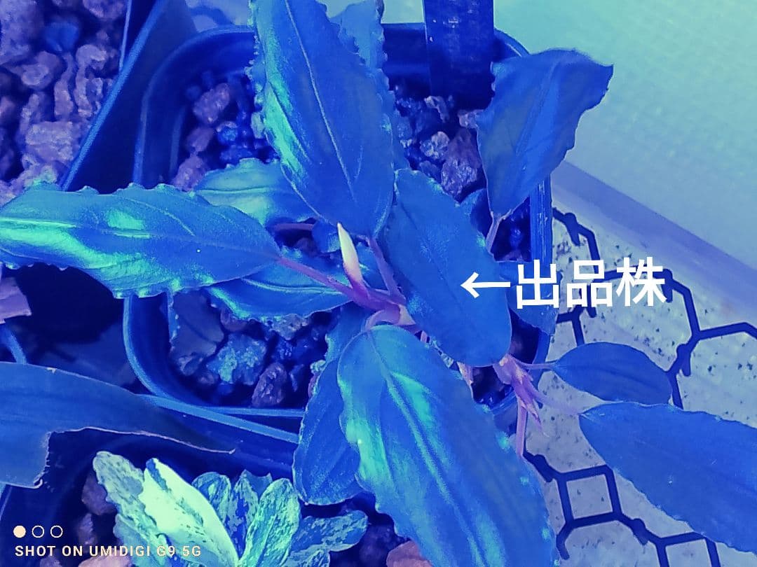 ブセファランドラ ルミナス パープル2 メラウィ Bucephalandra