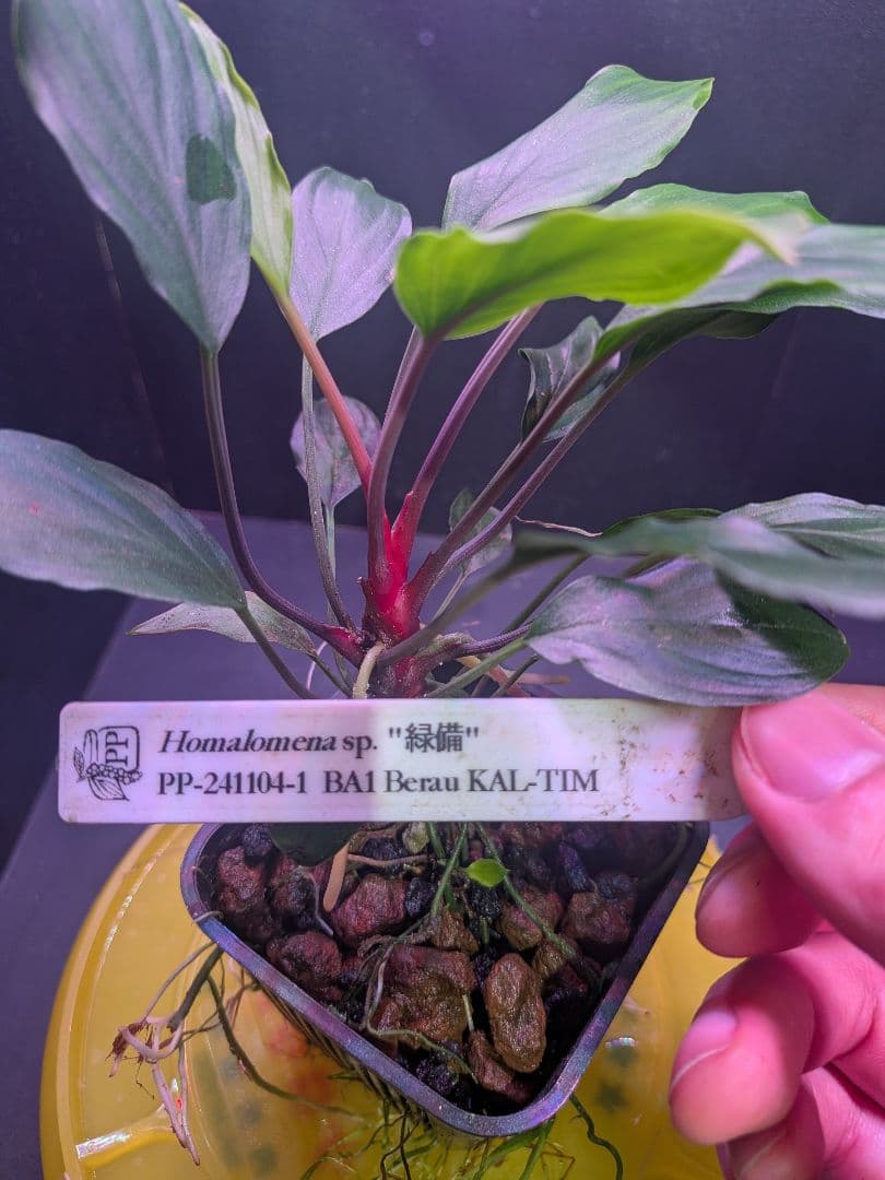 Homalomena sp.\